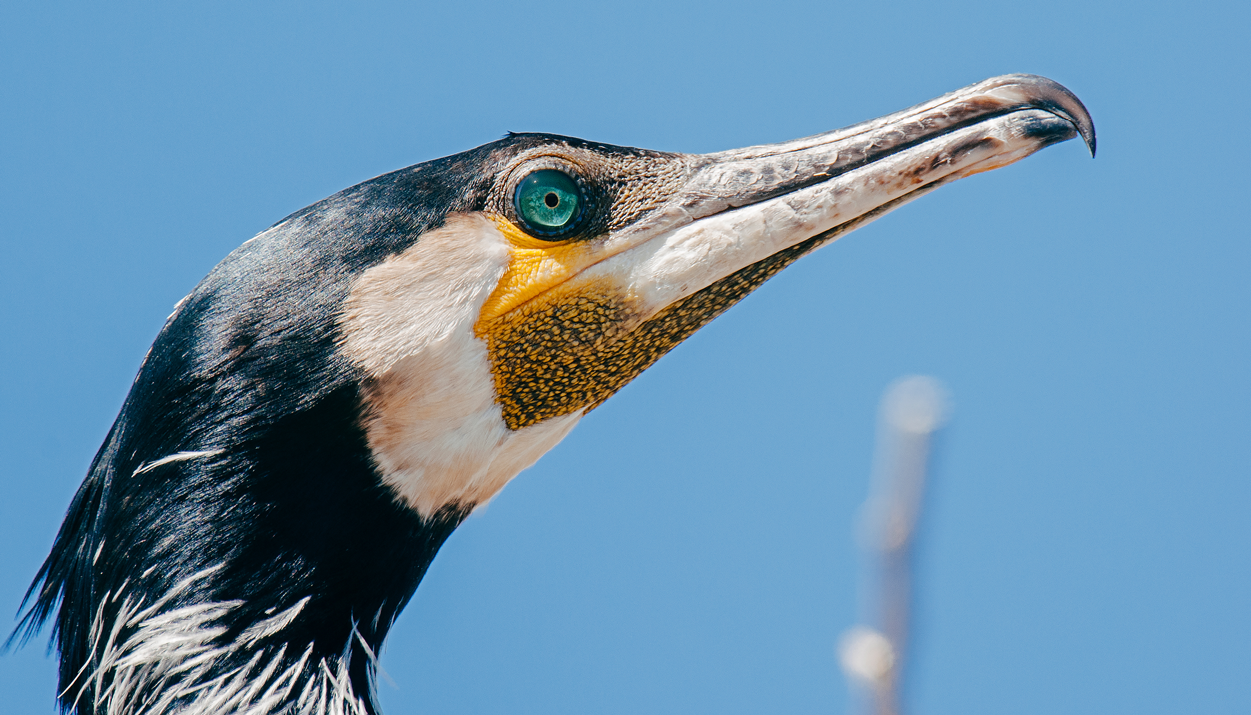 Danube Delta
