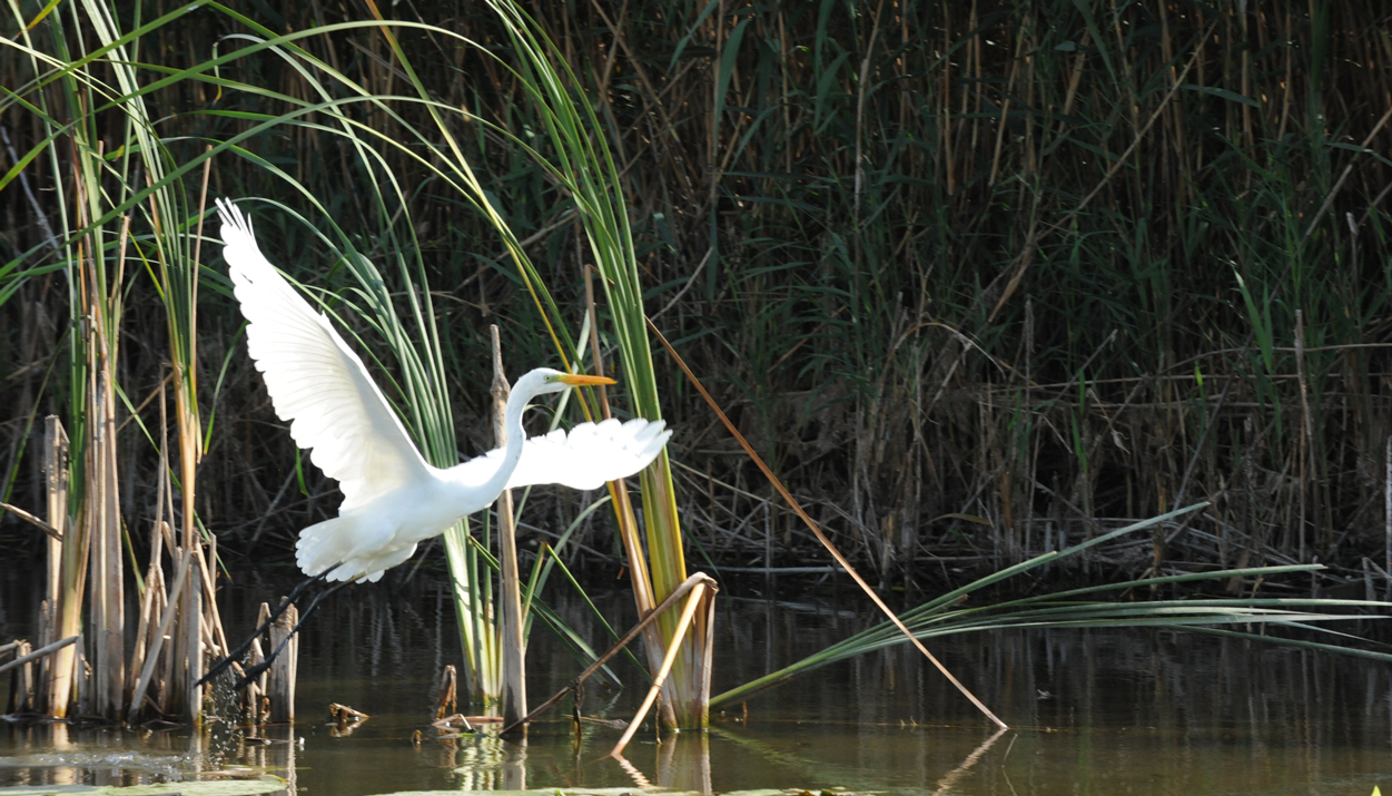 Danube Delta