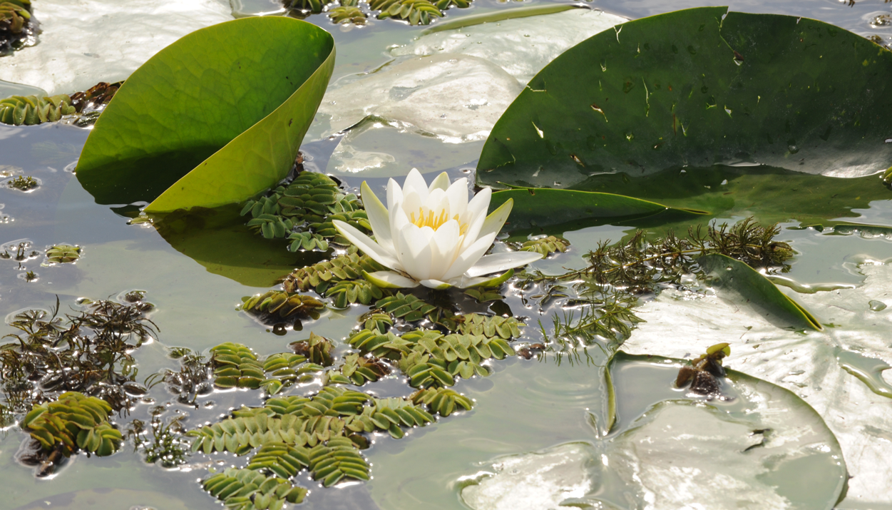 Danube Delta