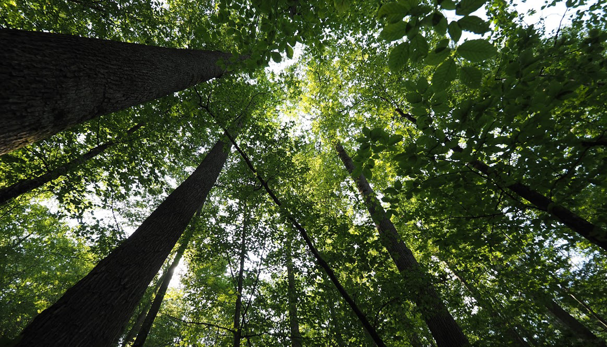 Ancient Forest Șinca