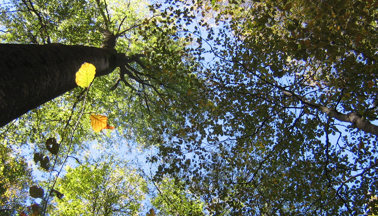 Beech forests in the Domogled-Cerna Valley National Park