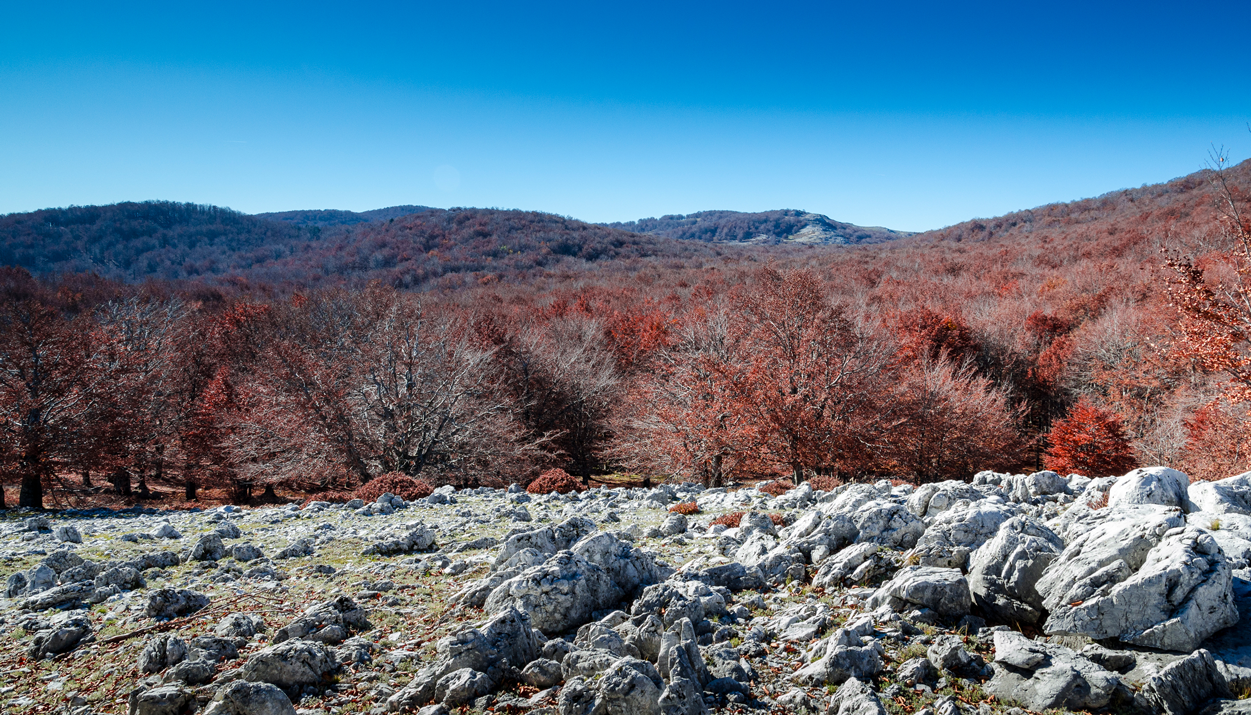 Beech forests in the Izvoarele Nerei Nature Reserve 